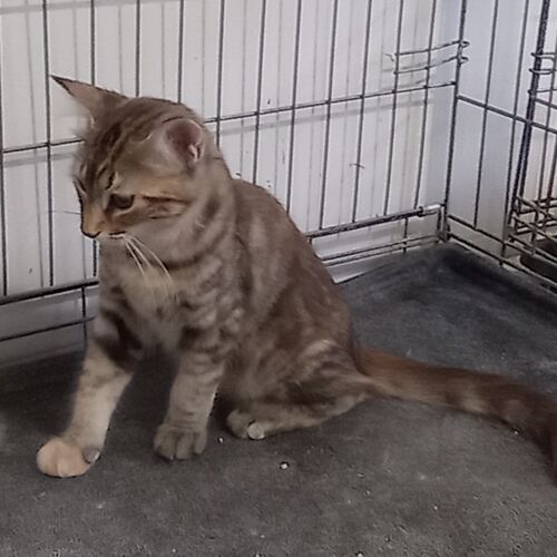 Katze