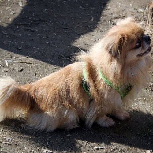 Dodi