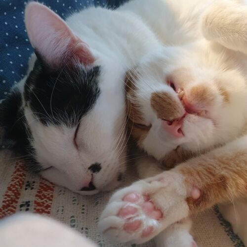 Katze