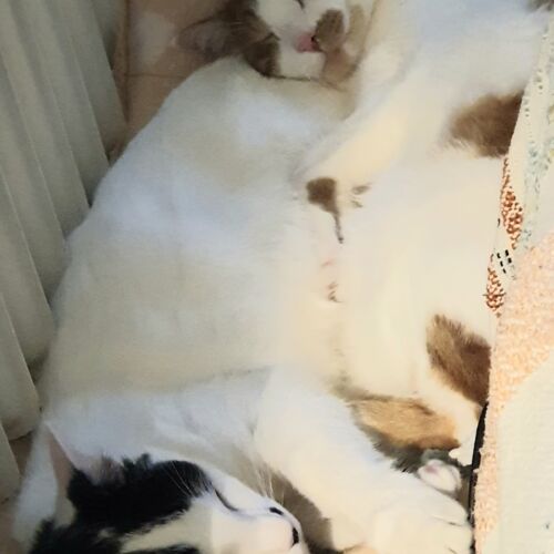 Katze