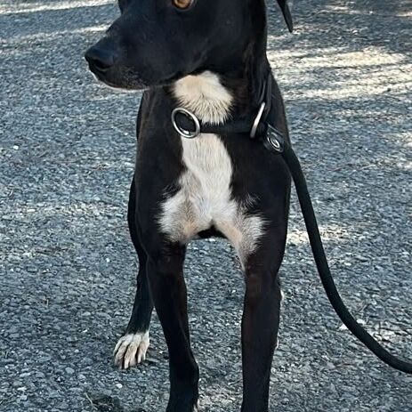Benny