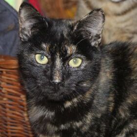 Casca
