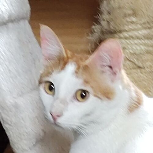 Coco