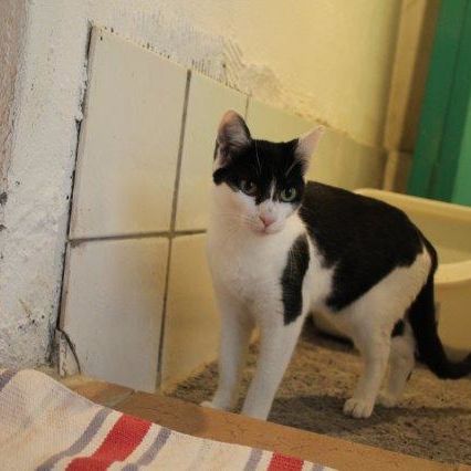 Katze