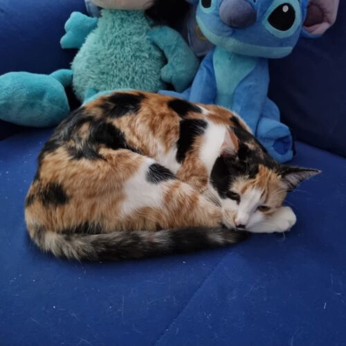 Katze