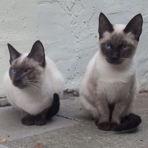 Katze