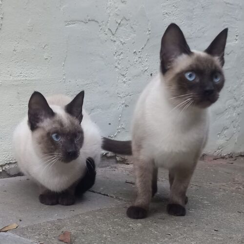 Katze