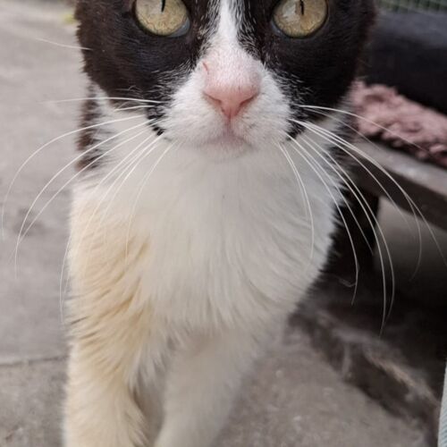 Katze