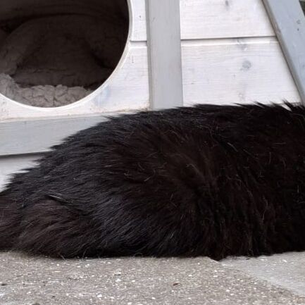 Katze