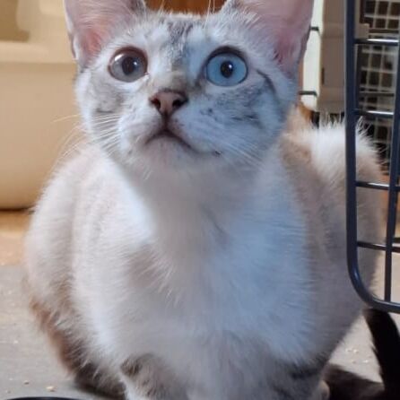 Katze