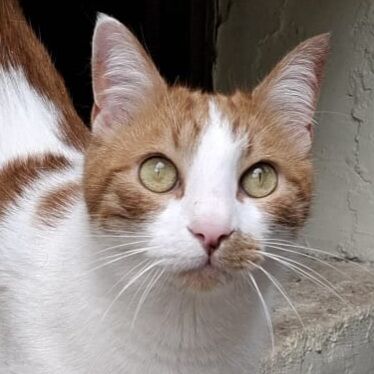 Eddie