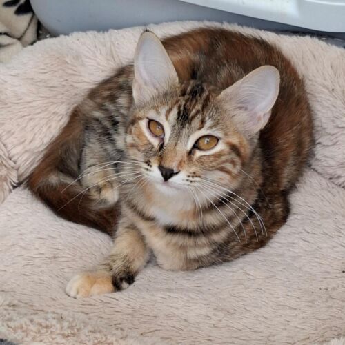 Katze