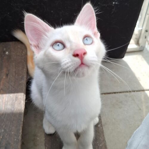 Katze