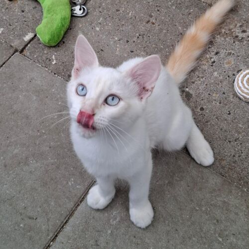 Katze