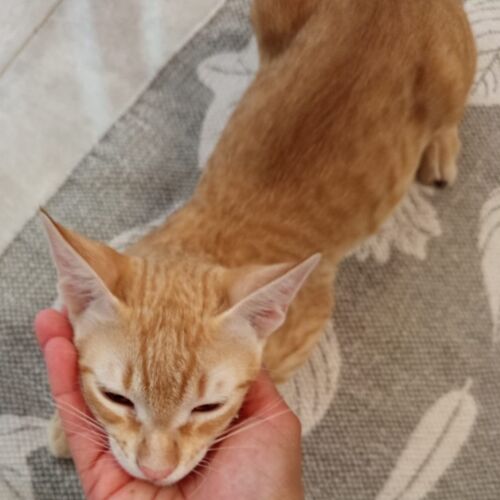 Katze