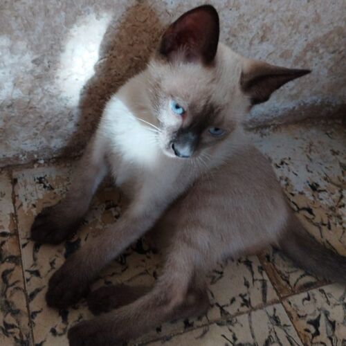 Katze