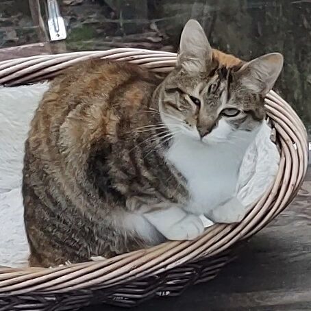 Katze
