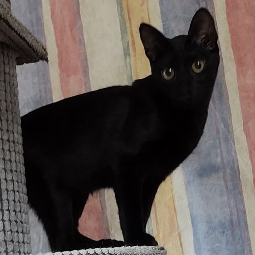 Katze