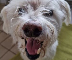 In Gedenken an Chester