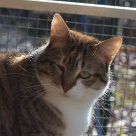 Katze