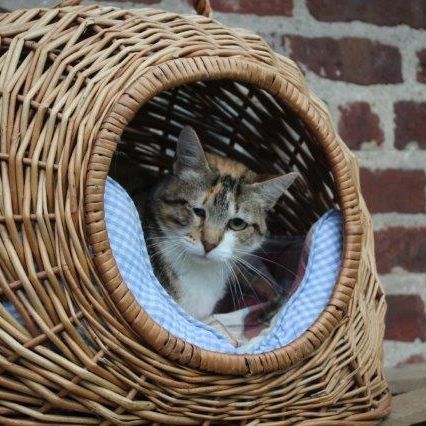 Katze