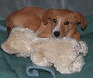In Gedenken an Bailey/ Louie