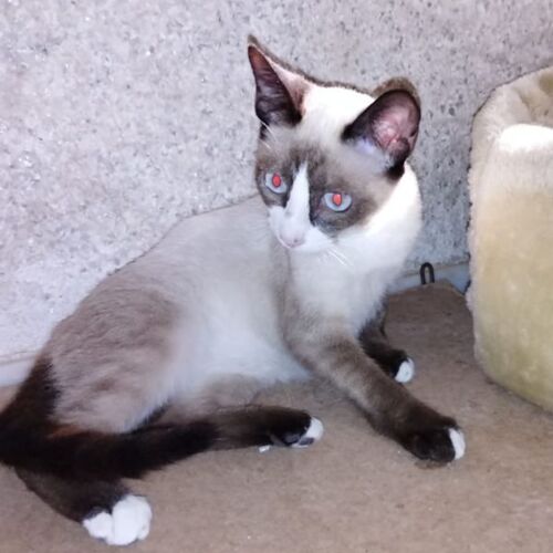 Katze