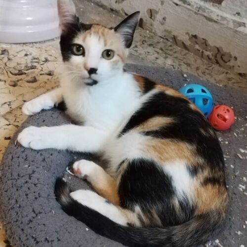 Katze