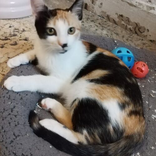 Katze