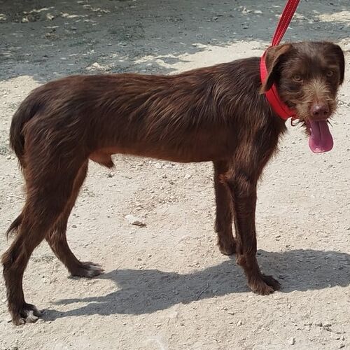 Tinto