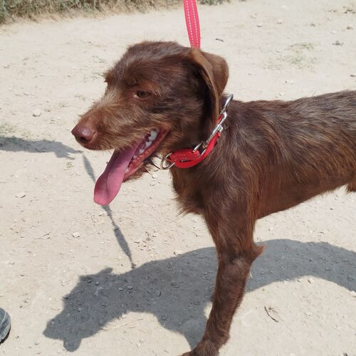 Tinto