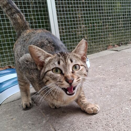 Katze