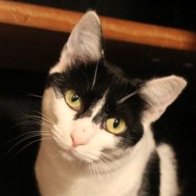 Katze
