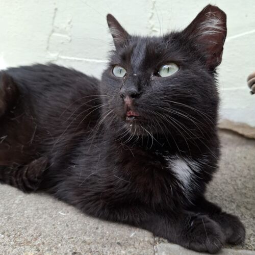 Katze