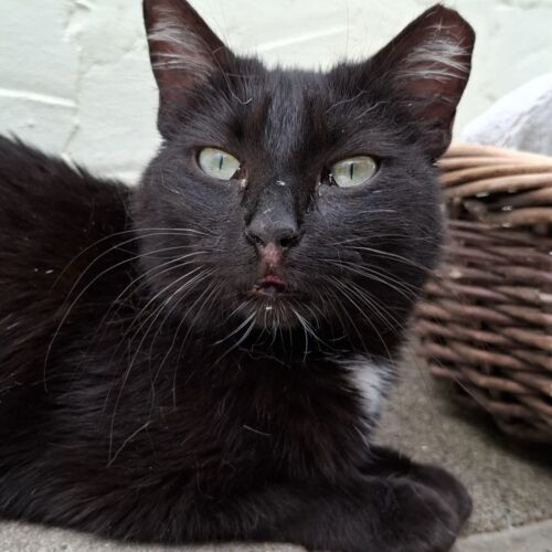 Katze