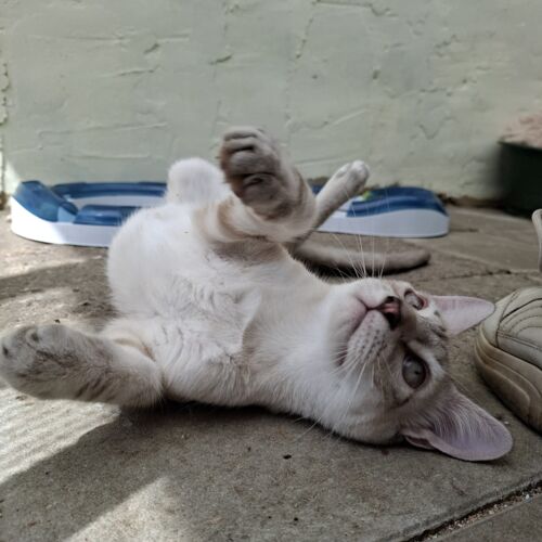 Katze