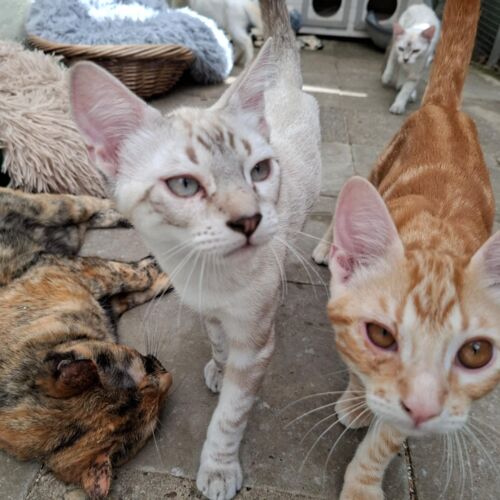 Katze