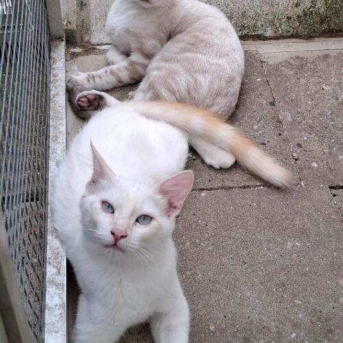 Katze