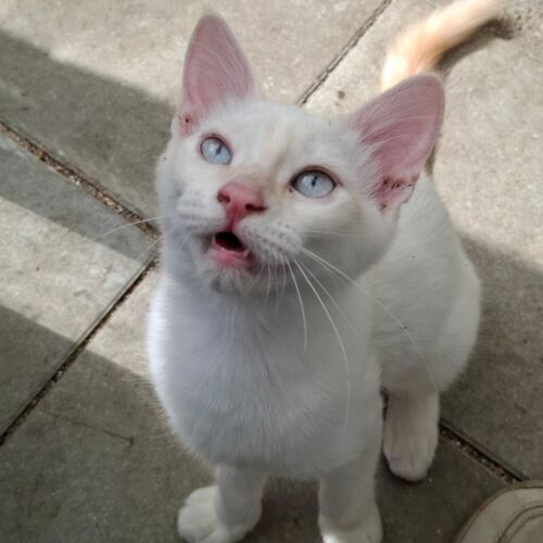 Katze