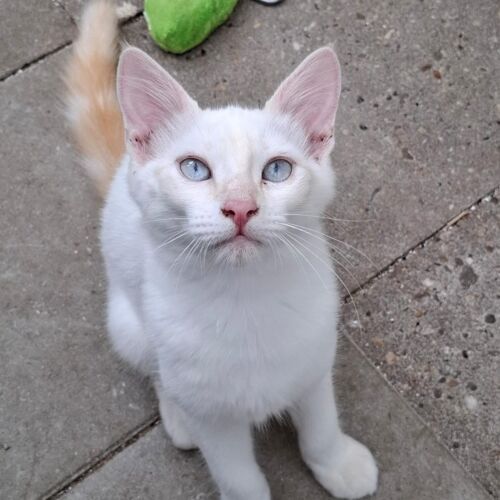 Katze