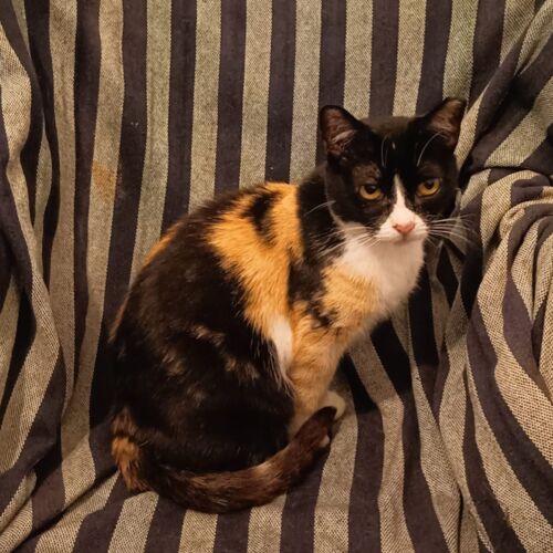 Katze