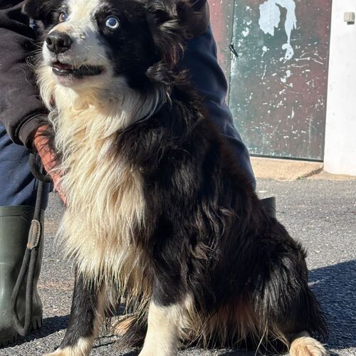 Merlin