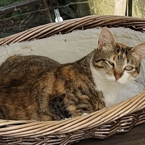 Katze