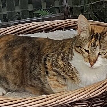 Katze