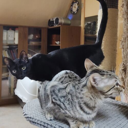 Katze