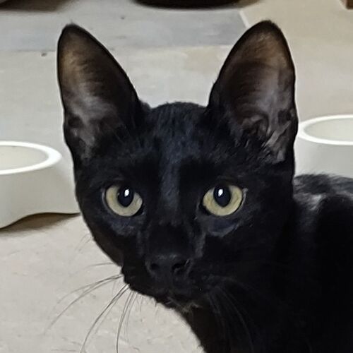 Zito