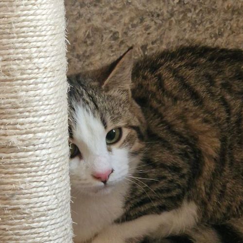 Katze