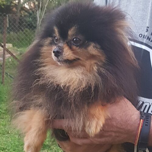 Negrito