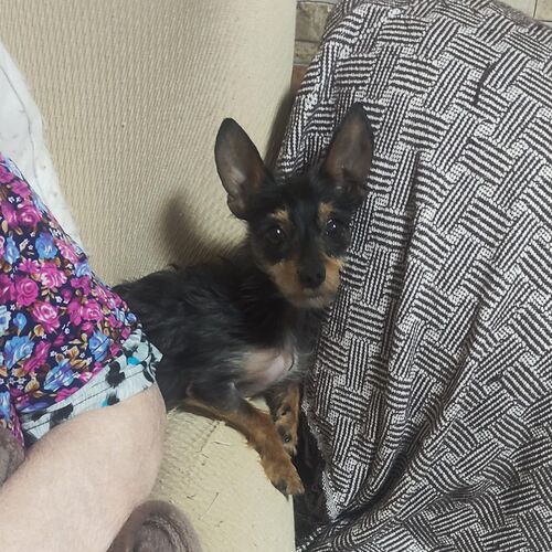 Pepa
