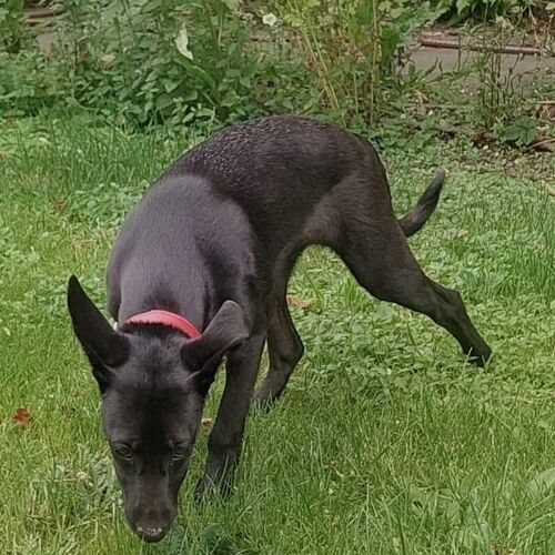Cloe